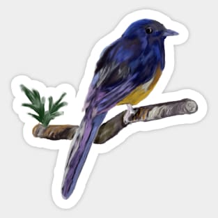 White-rumped Shama Thrush, Bird Sticker